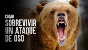 Sobrevive al ataque de un oso: claves para mantenerse seguro