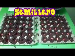 Cultiva semillas de forma ecológica ¡en cáscaras y cajas de huevo!